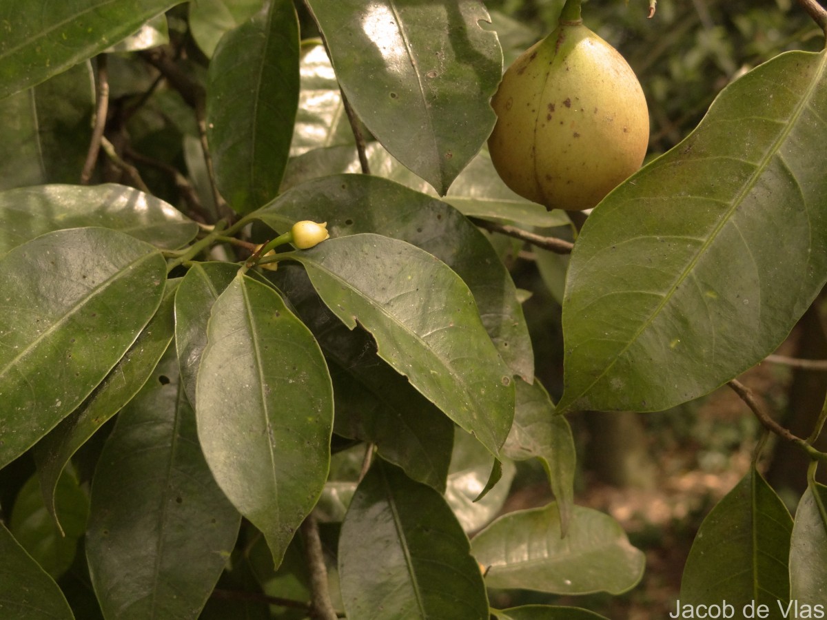 Myristica fragrans Houtt.